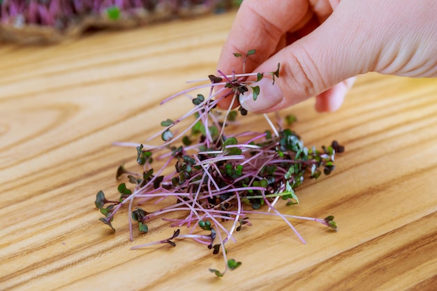 The girl cuts the microgreens and puts them on a wooden table.