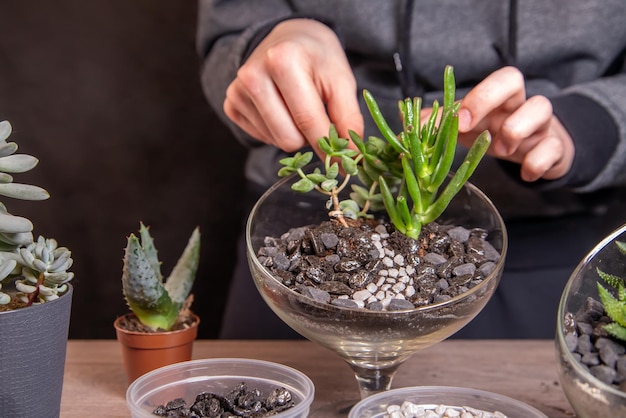 The girl decorates a composition of succulents with stones in a glass florarium Hobbies home flowers