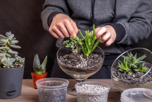 The girl decorates a composition of succulents with stones in a glass florarium Hobbies home flowers