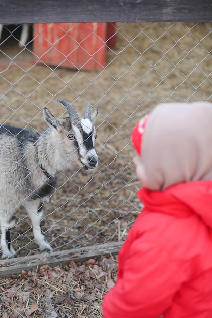 girl feeding goats on the farm Agritourism concept Beautiful baby child petting animals in the zoo