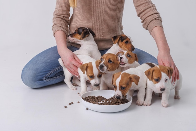 Girl feeding puppies jack russell terrier animal care