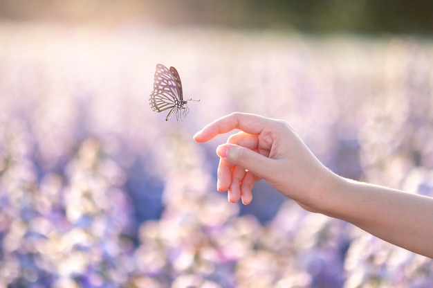 Photo the girl frees the butterfly from the jar, golden blue moment concept of freedom