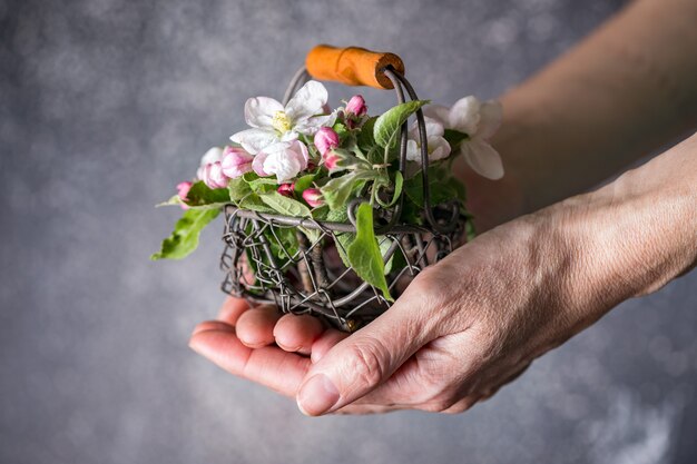 Girl hands holding a basket with flowering apple tree branches