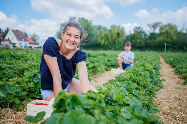 girl and her brother gathering strawberries in a field