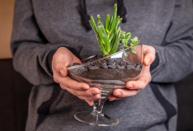 The girl holds in her hands a composition of succulents in a glass florarium Hobbies home flowers