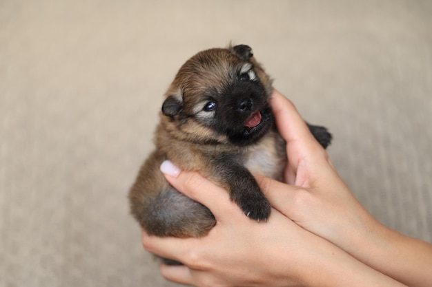 Girl holds in her hands a newborn puppy of a pomeranian shpiz