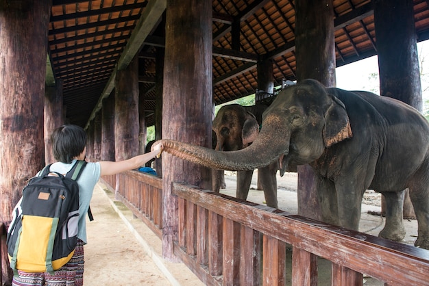 Girl is feeding elephant