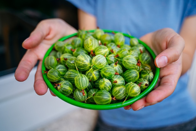 The girl is holding a colander in her hands with green only washed gooseberries. Green gooseberry fruit closeup