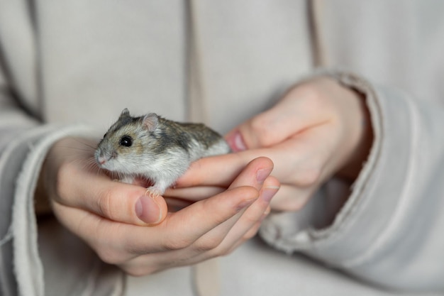 Photo girl is holding hamster in her hands childs hands with a hamster close up