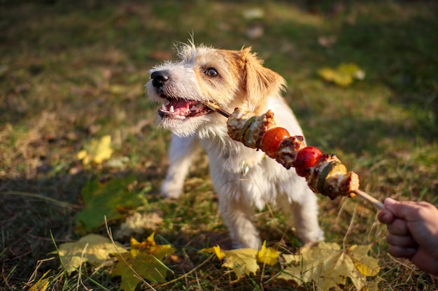 Girl offers Jack Russell Terrier puppy a barbecue stick.