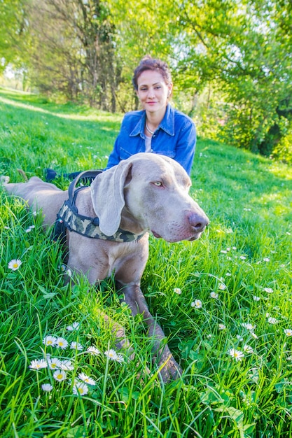 girl at the park with dog weimaraner