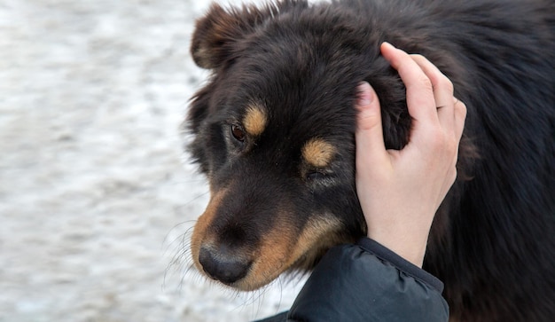 The girl pets a homeless dog Animal care A shelter for homeless animals