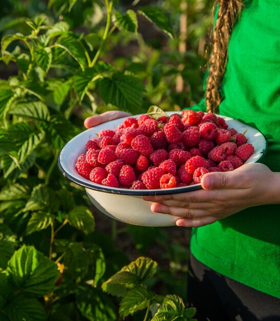 Photo girl picks raspberry in fruit garden into bowl