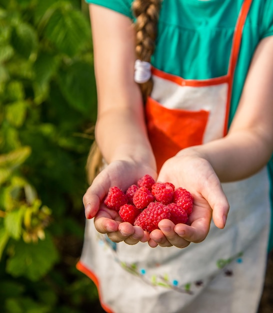 Photo girl picks raspberry in fruit garden into bowl