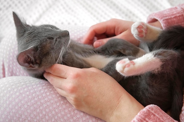 Photo girl in pink pants stroking a small gray cat lying in her lap young woman wearing sweater sitting at home and petting feline female stroke kitten with hand and fingers life with pet kitty and me