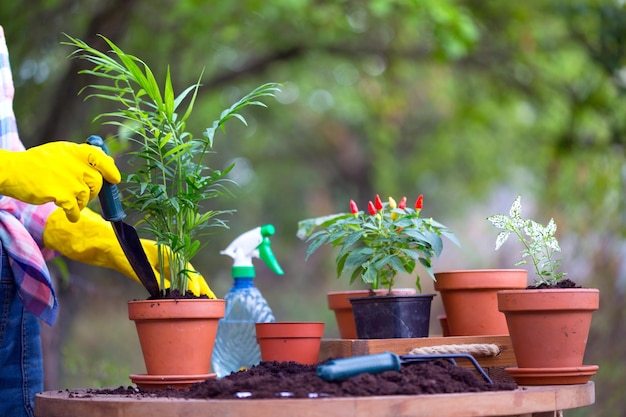 Girl plants a plant