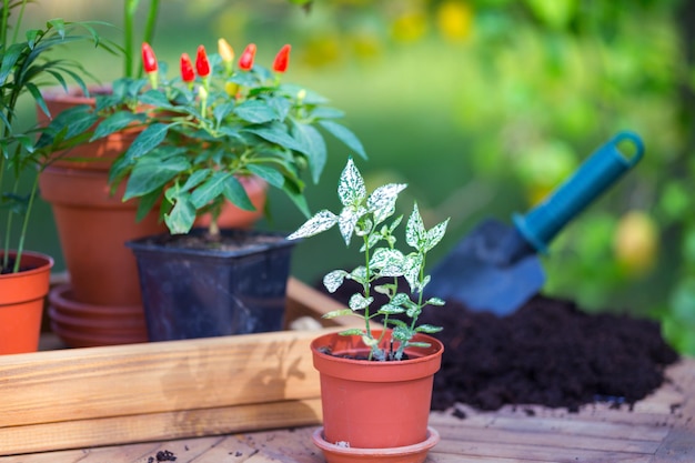 Girl plants a plant