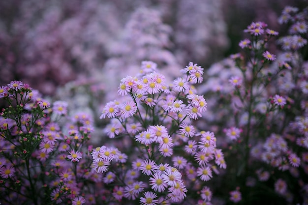 A Girl in purple cutter field