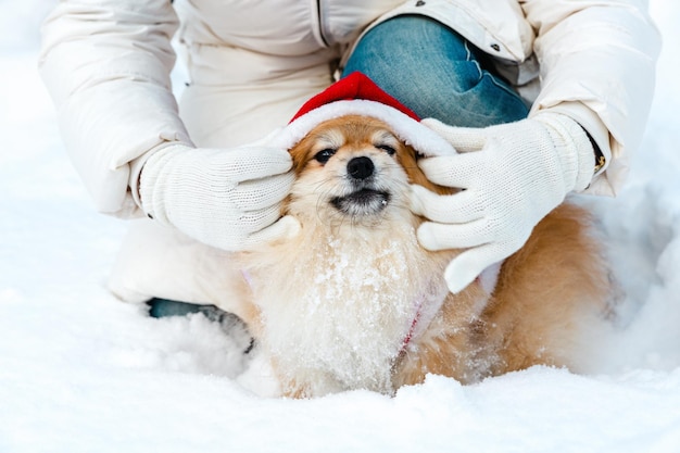 The girl puts on a New Year's hat to a Spitz dog. Winter background.