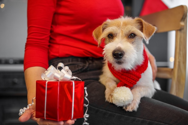 Girl in red clothes in the kitchen shows a gift to a dog on christmas eve