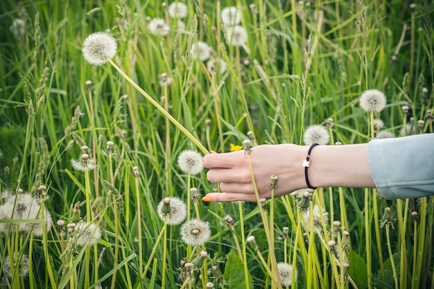 A girl's hand plucks a fluffy dandelion in a meadow