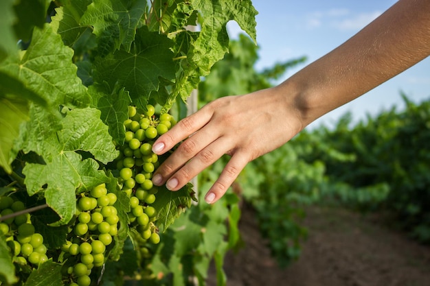 The girl's hands touch the harvest of the grapes Farmer examining growing grapes