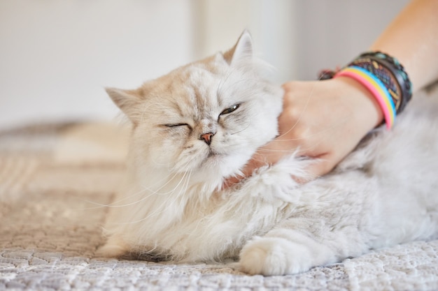 Girl scratches the neck of British long-haired white cat.