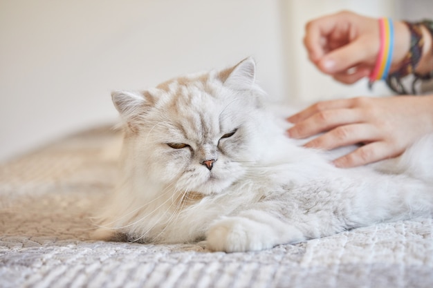 Girl stroking British longhair white cat at home