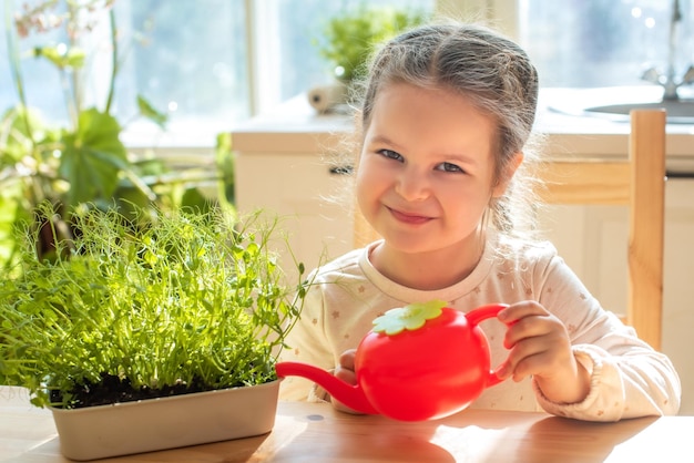 Girl take care of plants in pots Child is watering the microgreens from a watering can