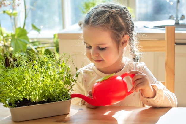 Girl take care of plants in pots Child is watering the microgreens from a watering can