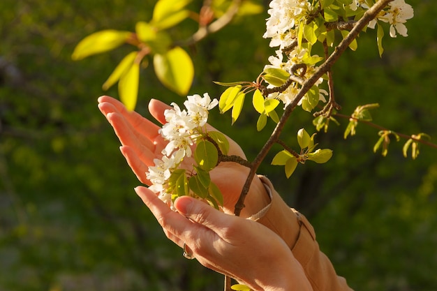 Girl touches flowering white branch with hand. Cherry blossom tree.