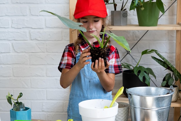 Girl transplants a potted houseplant philodendron into a new soil with drainage Potted plant care