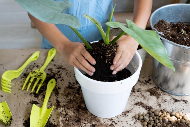 Girl transplants a potted houseplant philodendron into a new soil with drainage