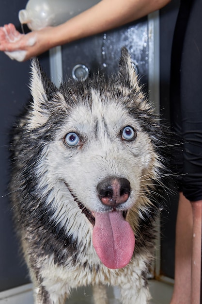 Girl washes her cute dog Siberian Husky