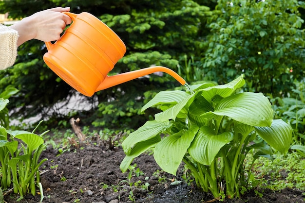 Girl watering plants in a flower bed