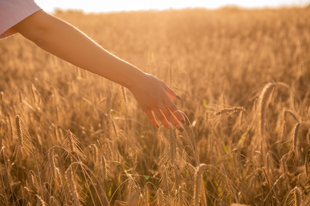 Girl in wheat field, girl's hand and wheat spikelets, sunset on field