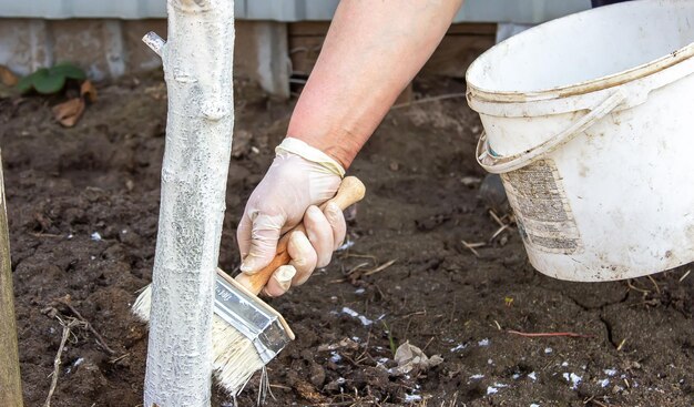 Girl whitewashing a tree trunk in a spring garden Whitewash of spring trees protection from insects and pests