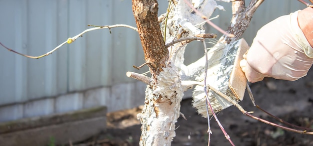 Girl whitewashing a tree trunk in a spring garden Whitewash of spring trees protection from insects and pests