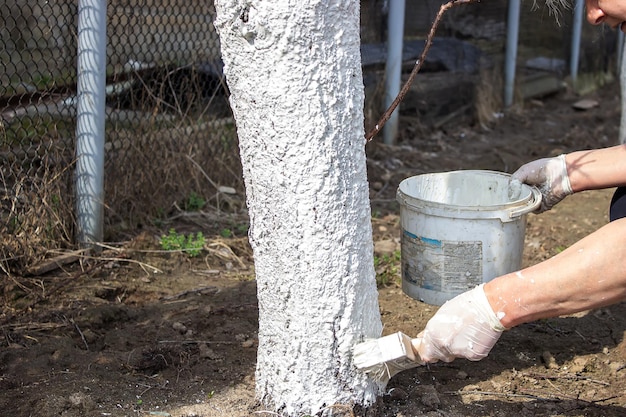 Girl whitewashing a tree trunk in a spring garden Whitewash of spring trees protection from insects and pestsselective focus