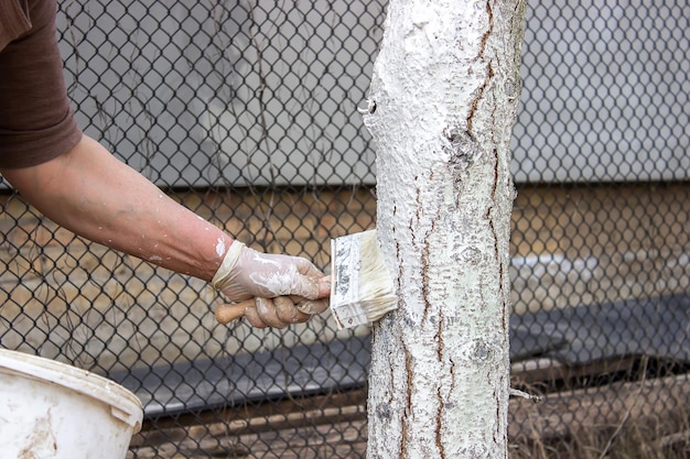 Girl whitewashing a tree trunk in a spring garden Whitewash of spring trees protection from insects and pestsselective focus