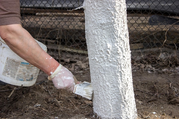 Girl whitewashing a tree trunk in a spring garden Whitewash of spring trees protection from insects and pestsselective focus