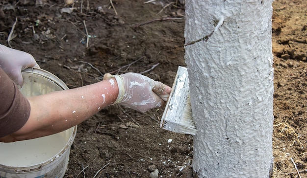 Girl whitewashing a tree trunk in a spring garden Whitewash of spring trees protection from insects and pestsselective focus