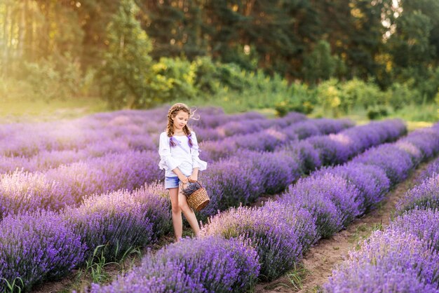 Girl with a basket in her hands collects lavender Fields with purple flowers are flooded with the evening sun