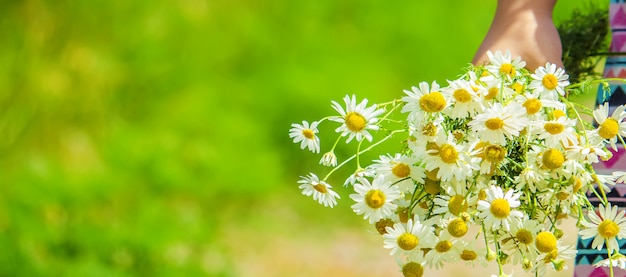 Girl with chamomile. photo. nature flowers.