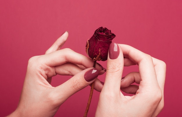 A girl with manicure holds in her hands one withered dried rose on a pink background.