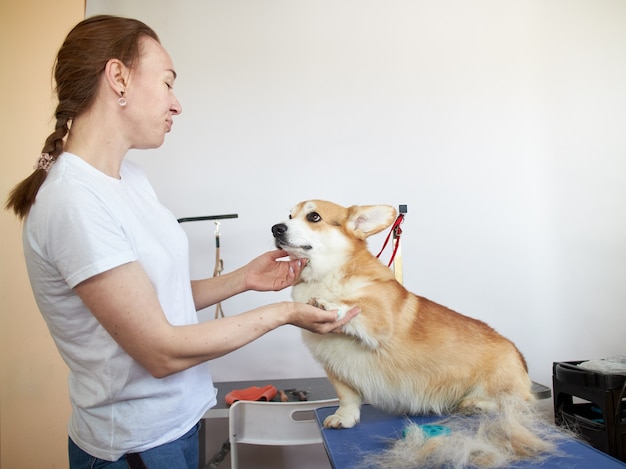 Girl with a Pembroke welsh corgi standing on the table next to the hairline in the grooming room.