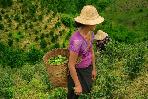 Girl working on the collection of Burmese tea