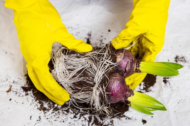 A girl in yellow gloves transplants hyacinth bulbs from a pot planting hyacinth bulbs with gardening tools