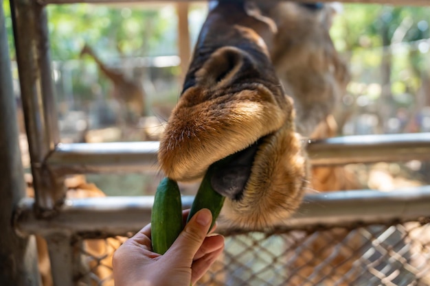 Photo the girls hand was giving food to the giraffe in the zoo