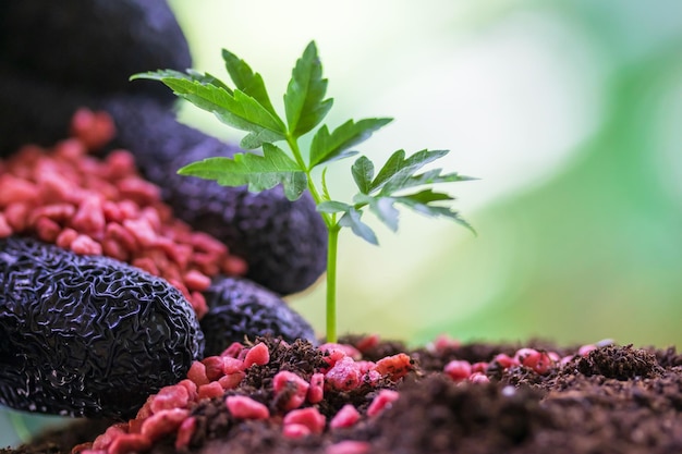 Giving fertilizer to a young treeSmall plant growing out soil chemical